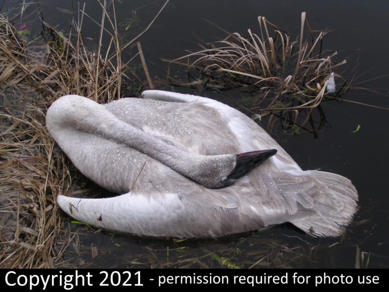 Dead & dying rumpeter swans